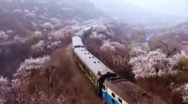 Drone captures footage of train traveling into sea of flowers in Beijing