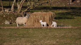 First lambs of 2018 in the Scottish Highlands