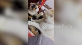 Cat massages its friend's back but gets slapped for its trouble