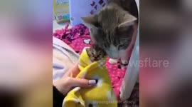 Newsflare Edit - Sprinkles loves her baby Coco