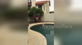 Newsflare Edit - Orange Picking Fail by Golden Retriever