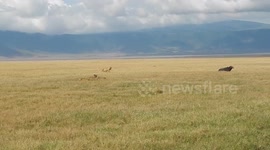 Lions attack Cape buffalo in Ngorongoro Crater, Tanzania 2nd of 4 DSCN1359
