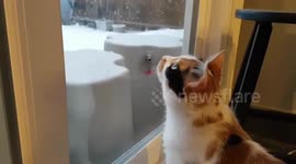Cat stares down spring snowfall