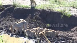 Lion cubs drink water during our Safari from Durban