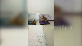 Clever dog inside cage figures out way to get closer to friend