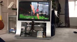 Kitten attempts to 'take part' in Commonwealth Games