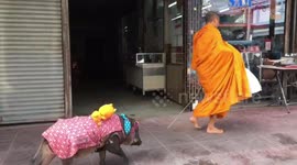 Thai monk takes pet pig for a walk