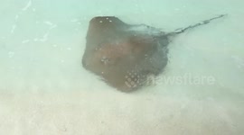 String-ray on the beach of Maldives
