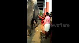 Terrifying moment temple elephant kicks woman devotee