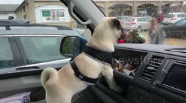 Pug falling off car seat