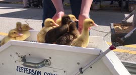 Duck ... duck ... down the slip n' slide they go in Kentucky