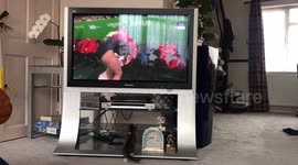 Kitten attempts to 'take part' in Commonwealth Games