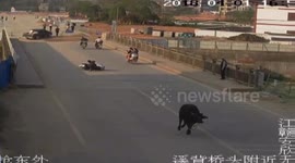 Runaway buffalo filmed attacking man on bike before being shot dead