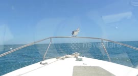 Bird on the bow of our boat just chilling