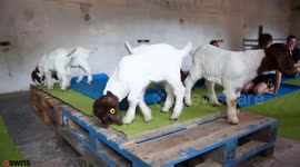 Britain's first class in GOAT pilates