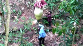 Tourist ruin the rare corpse flower