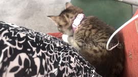 Kitten falls when playing with iphone cable