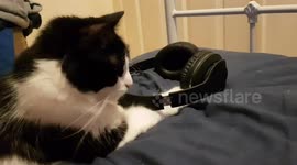 Confused cat reacts to the sound of kittens meowing from Bluetooth headphones