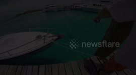 The Sharks of Compass Cay Exuma