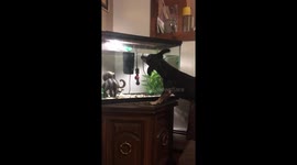 Frantic pooch bites glass of aquarium trying to get to fish