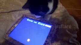 Kitten on iPad cat game