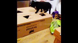 Cat plays some whack-a-mole
