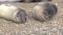 Smiley Weaner Elephant Seals Grytviken, South Georgia