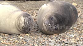 Smiley Weaner Elephant Seals Grytviken, South Georgia - closer view