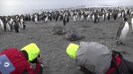 Weaner Elephant Seals approaching photographers, St Andrew's Bay, South Georgia