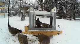 Mourning Doves Stuck in a Box - Turn Around!!!    : )