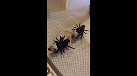 Adorable Chihuahua siblings like to dress up as spiders