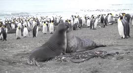 Weaner Elephant Seals play fighting on the beach, St Andrew's Bay, South Georgia