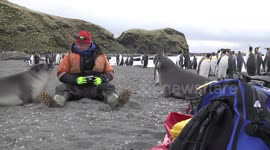 Friendly Weaner Elephant Seal with expedition guide , St Andrew's Bay, South Georgia