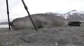Weaner Elephant Seal investigating my tripod, St Andrew’s Bay South Georgia
