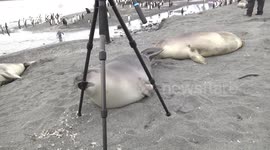 Weaner Elephant Seal mouthing my video tripod, St Andrew's Bay, South Georgia