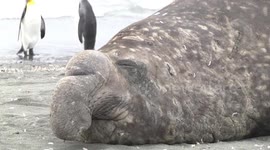 Battle-scarred male Elephant Seal dozing on the beach, St Andrew's Bay, South Georgia