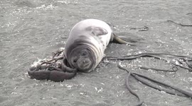 Weaner Elephant Seal lying on beached giant kelp, St Andrew's Bay, South Georgia