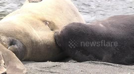 Baby Elephant Seal suckling then patting its mother, Gold Harbour South Georgia