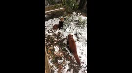 Red pandas playing in the snow central park zoo NYC