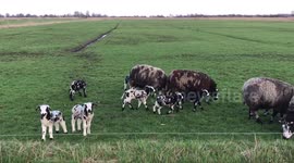 Cute Black & White lamb in the Dutch meadow