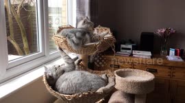 Cat brothers fight over bunk bed