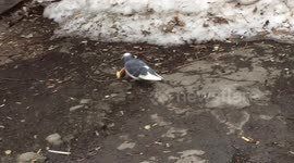 Pigeon playing breadball