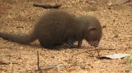 Playful baby dwarf mongoose curiously investigates an ant