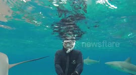 Snorkeling with sharks, extreme close up! Bahamas