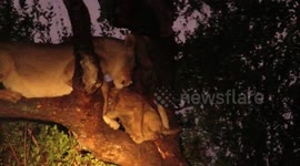Terrified lion family trapped in tree by fierce hyenas
