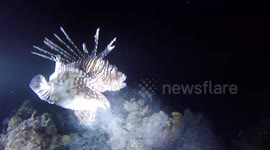 THE HUNGRY LIONFISH