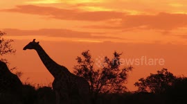 Giraffes pose for silhouette against golden South Africa sunset