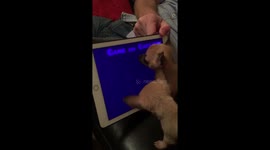 Chihuahua siblings go crazy playing video game on iPad