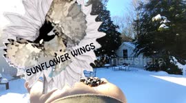 Fine Feathered friends Slowing it down
