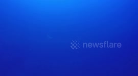 Diver confronts Hammerhead shark as dive alarm goes off at 50 meters in deep water.